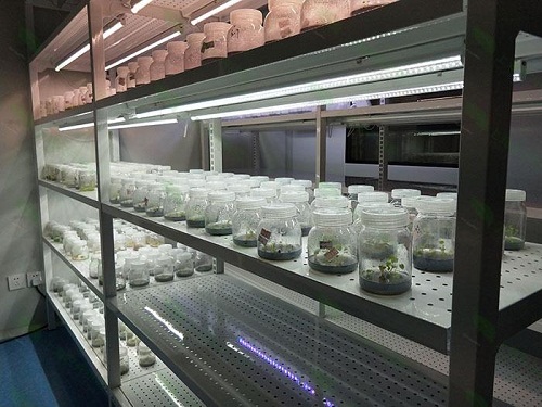 涧西植物组织培养实验室设计建设方案